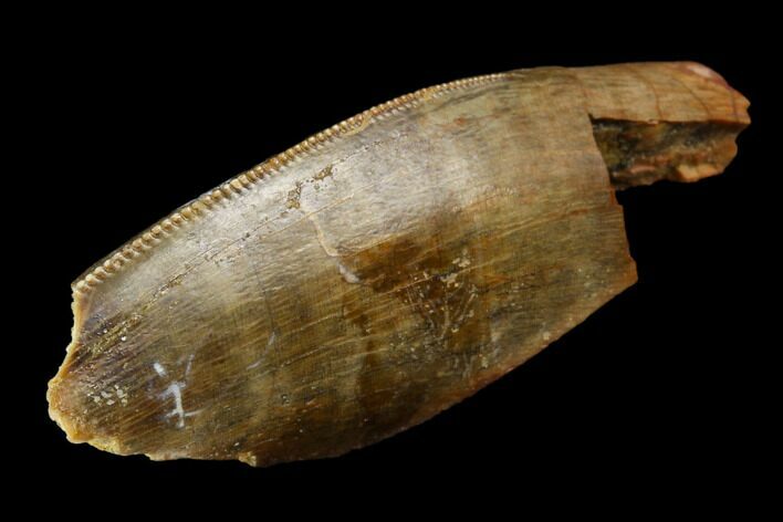 Serrated, Partial Tyrannosaur Tooth - Aguja Formation, Texas #116632